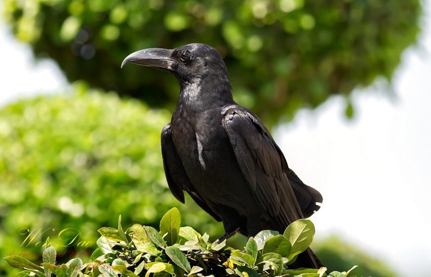 [新聞] 日本國鳥——烏鴉在日本的特殊待遇